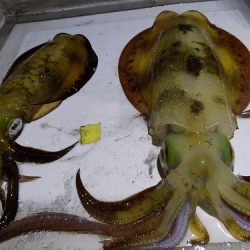 フィッシングボート空風(そらかぜ) 釣果