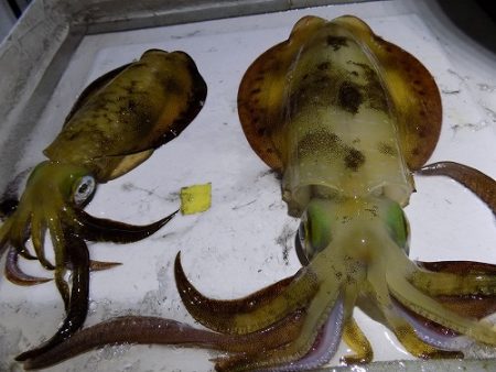 フィッシングボート空風(そらかぜ) 釣果