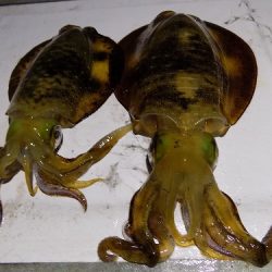 フィッシングボート空風(そらかぜ) 釣果