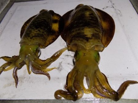 フィッシングボート空風（そらかぜ） 釣果