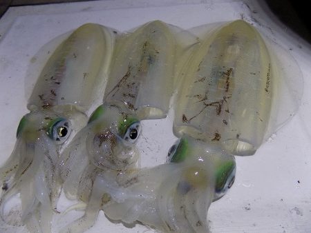 フィッシングボート空風(そらかぜ) 釣果