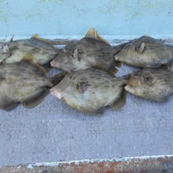 大進丸（愛知） 釣果