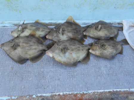 大進丸（愛知） 釣果