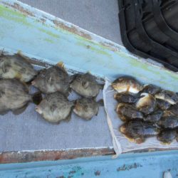 大進丸（愛知） 釣果