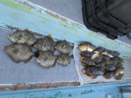 大進丸（愛知） 釣果