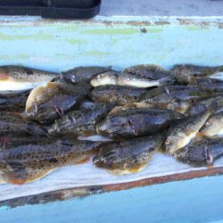 大進丸（愛知） 釣果