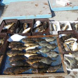 大進丸（愛知） 釣果