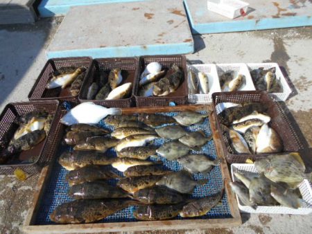 大進丸（愛知） 釣果