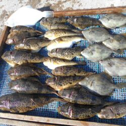 大進丸（愛知） 釣果