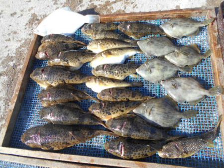 大進丸（愛知） 釣果