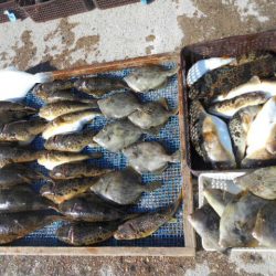 大進丸（愛知） 釣果