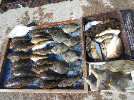 大進丸（愛知） 釣果