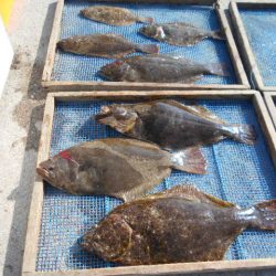 大進丸（愛知） 釣果