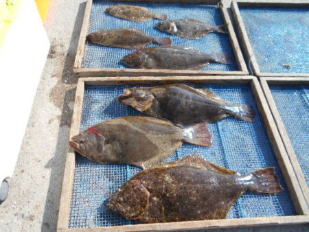 大進丸（愛知） 釣果