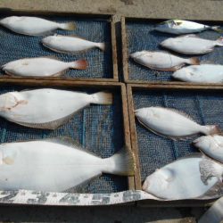 大進丸（愛知） 釣果