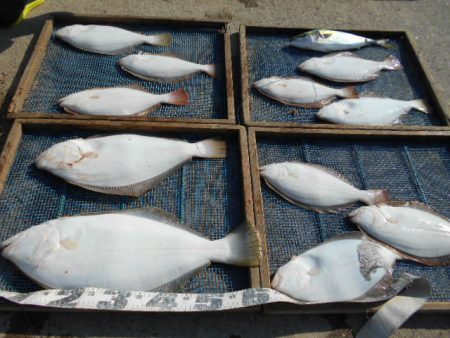 大進丸（愛知） 釣果