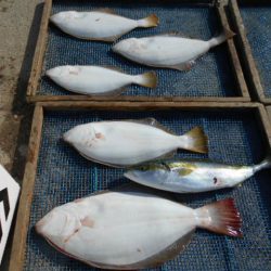 大進丸（愛知） 釣果