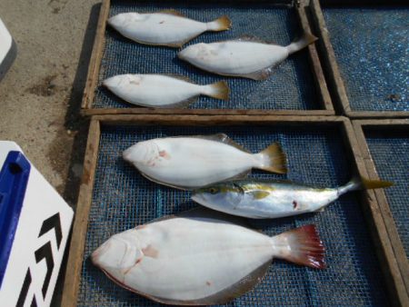 大進丸（愛知） 釣果