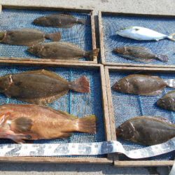 大進丸（愛知） 釣果