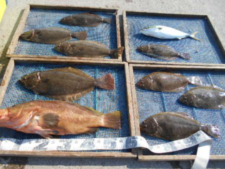 大進丸（愛知） 釣果