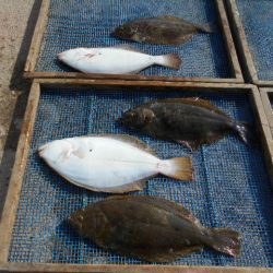 大進丸（愛知） 釣果