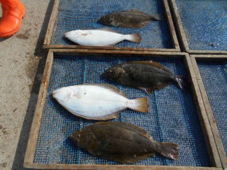 大進丸（愛知） 釣果