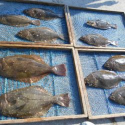 大進丸（愛知） 釣果