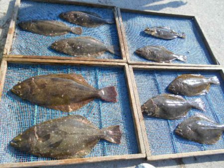 大進丸（愛知） 釣果