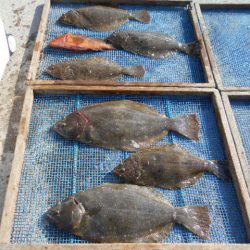 大進丸（愛知） 釣果