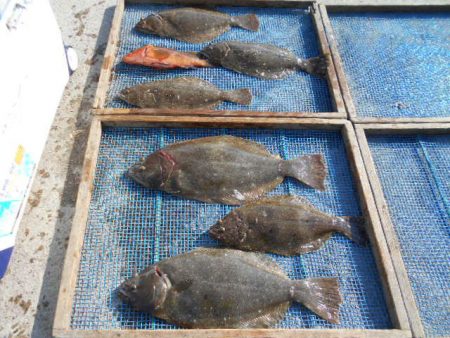 大進丸（愛知） 釣果