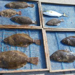 大進丸（愛知） 釣果