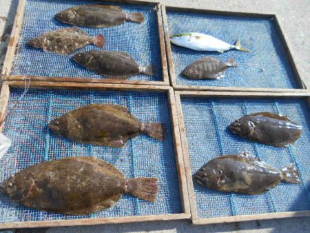 大進丸（愛知） 釣果