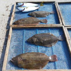 大進丸（愛知） 釣果