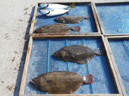 大進丸（愛知） 釣果