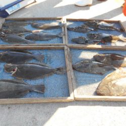 大進丸（愛知） 釣果