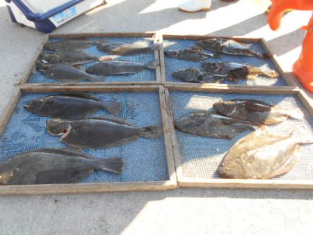 大進丸（愛知） 釣果