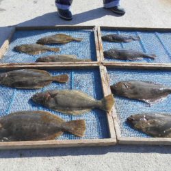 大進丸（愛知） 釣果