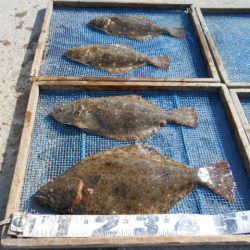 大進丸（愛知） 釣果