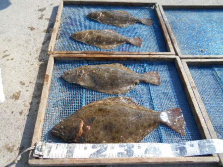 大進丸（愛知） 釣果