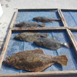 大進丸（愛知） 釣果