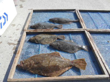 大進丸（愛知） 釣果