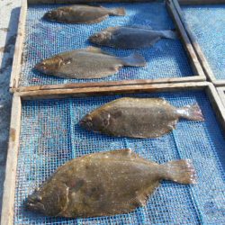 大進丸（愛知） 釣果