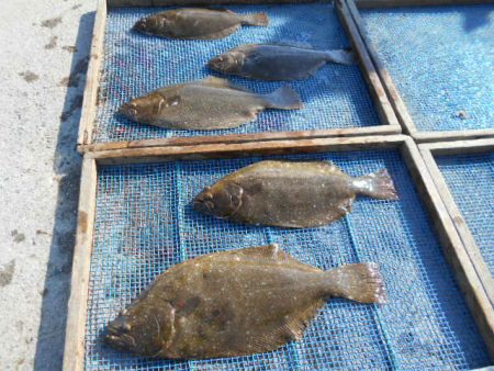 大進丸（愛知） 釣果