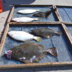 大進丸（愛知） 釣果