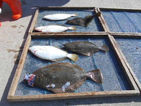 大進丸（愛知） 釣果