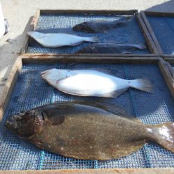 大進丸（愛知） 釣果