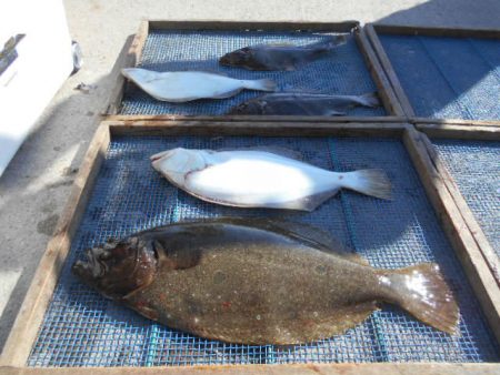 大進丸（愛知） 釣果