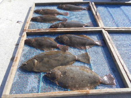 大進丸（愛知） 釣果