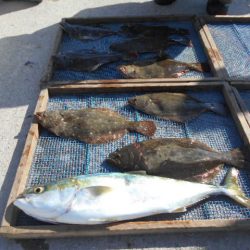 大進丸（愛知） 釣果