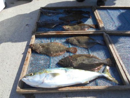 大進丸（愛知） 釣果